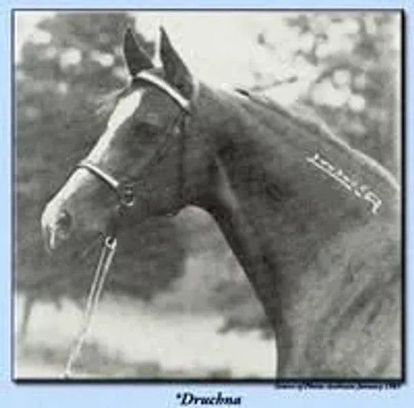 *DRUCHNA