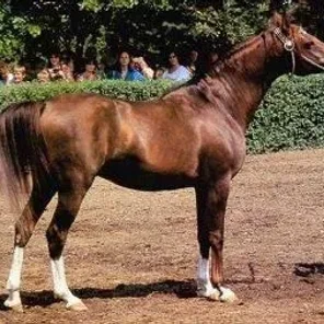 kumir