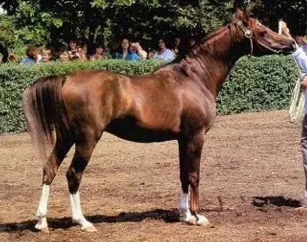 kumir