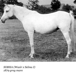 Sobha