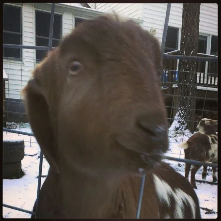Member pets in Winter
