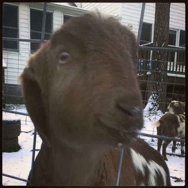 Member pets in Winter
