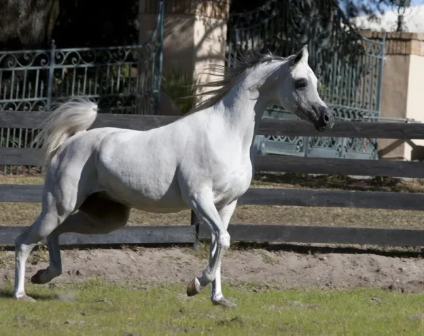 This white beauty is one of my most favorite Versace daughters!
IVORY LAVITA E BELLA ( VERSACE x IVORY KOMETA )