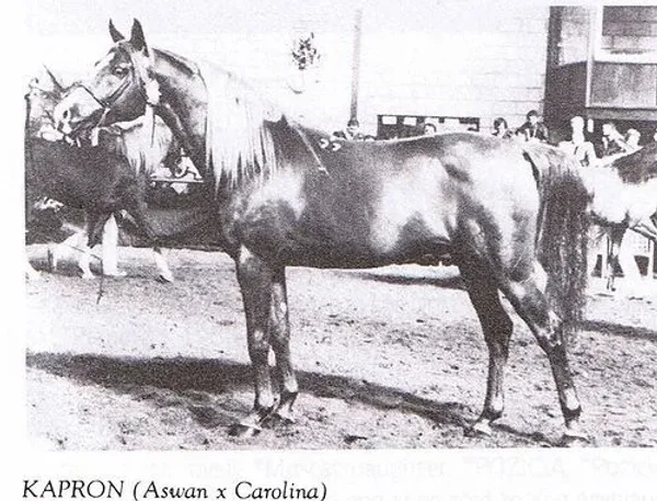 kapron