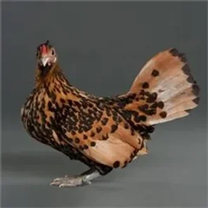 Golden Spangled Hamburg