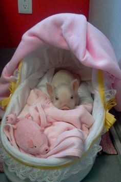 Spoiled Pig Syndrome