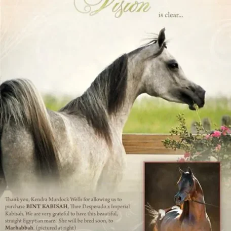 Our beautiful straight Egyptian mare, Bint Kabisah is confirmed in foal to, MARHABBAH! First try and her first foal! Thank you to her wonderful breeder, Kendra Murdock Wells for taking care of her for us..