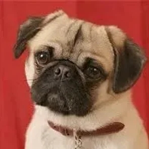 Puginese (Designer Dog)
