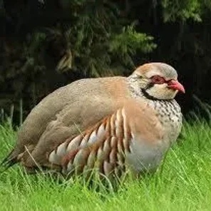 Przevalski's Partridge