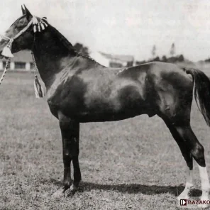 Kuhailan Kruszan