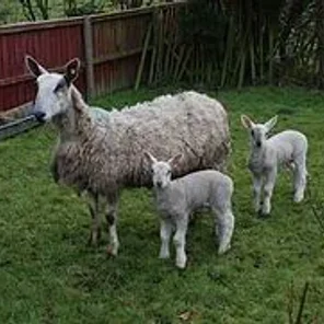 Bluefaced Leicester