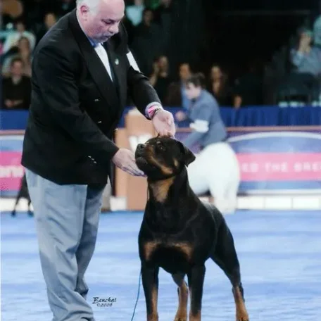 AKC Dog Show