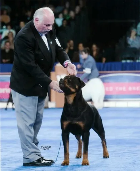 AKC Dog Show
