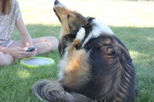 Dr. Katy’s Tips for Tackling Seasonal Pet Allergies