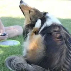 Dr. Katy’s Tips for Tackling Seasonal Pet Allergies