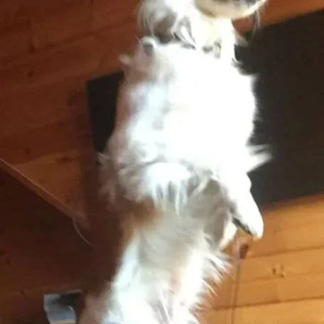 Have you ever seen such a watchdog Max is looking for his girlfriends! <3
