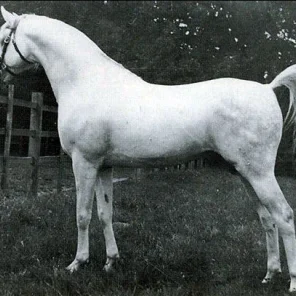 NAZIRI