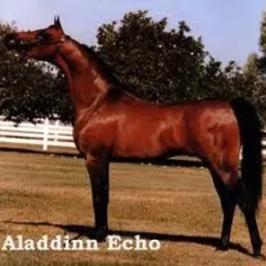 ALADDINN ECHO