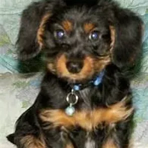 Dorkie (Designer Dog)