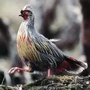 Blood Pheasant