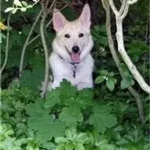 Eskland (Designer Dog)