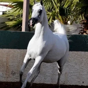 Petressa