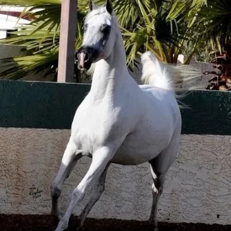 Petressa ( Petrus Carol x Satin Mist )