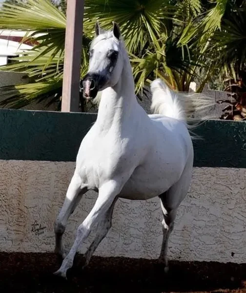 Petressa ( Petrus Carol x Satin Mist )