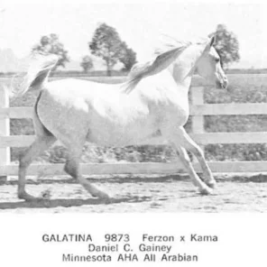 Galatina