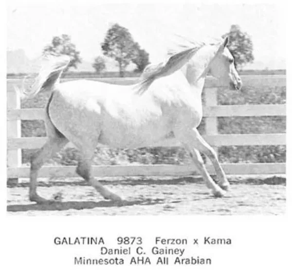 For the next three decades horses such as Gazon, Galatina, Raffon, Gavrelle, Gai Adventure, Gaizon, Ga-Rageyma, Gafferra, Ga-Gajala, Shar Mar Ferzay and Gai Champion became famous in their own right and helped perpetuate the Gainey "look".