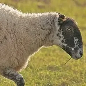 Beulah Speckled Face