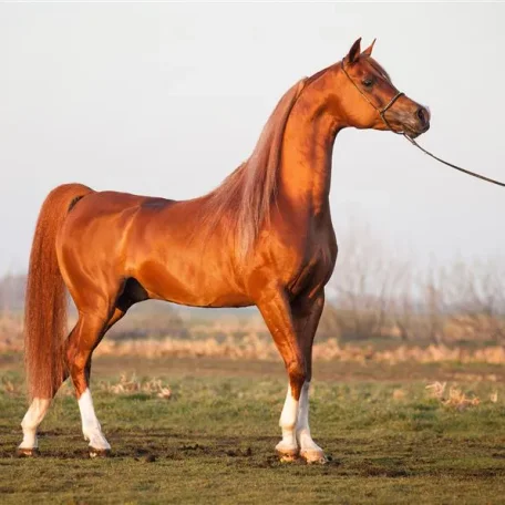 Bashir al Shaqab