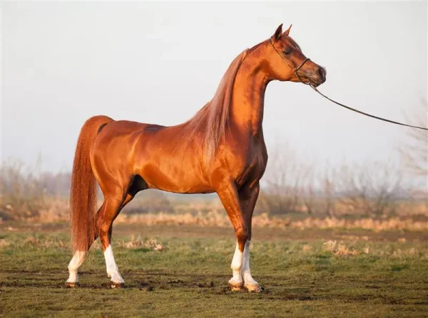 Bashir al Shaqab