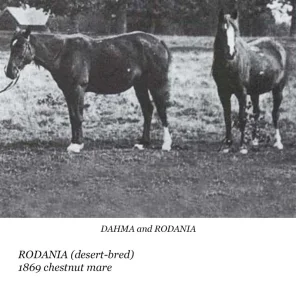 Rodania