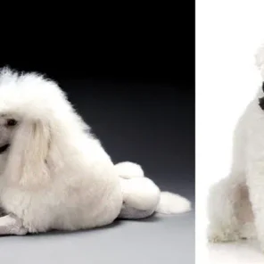The Richest Pets In The World