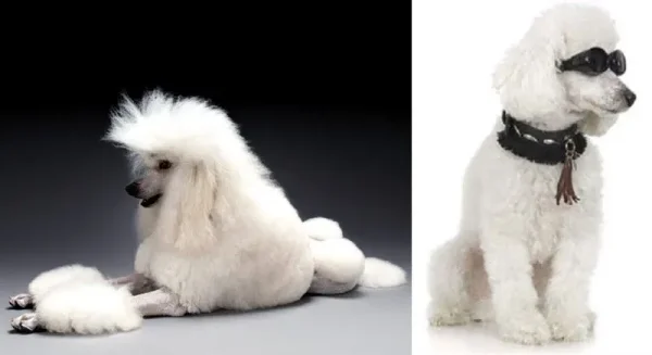 You will find it hard to believe that there are a good number of animals that are depressingly better off than you and half of the world’s population will ever be. Here’s a look at ten of the world’s richest pets