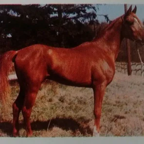SAWLAGAN