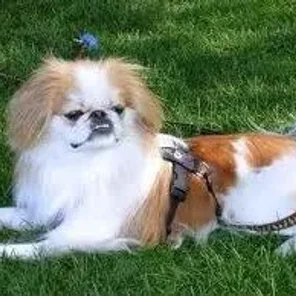 Japeke (Designer Dog)