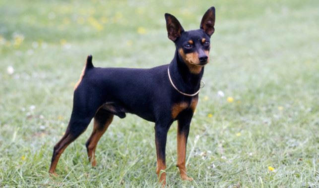 Miniature Pinscher