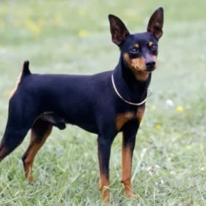 Miniature Pinscher