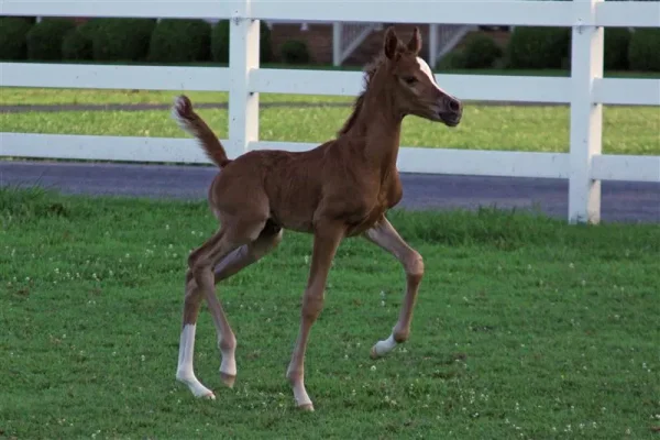 PCF Vision colt - "Curtis"