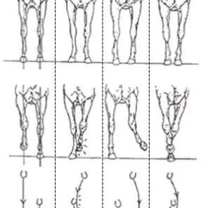 Evaluating Horse Conformation Pt 6
