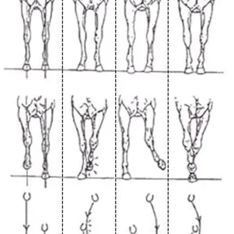 Horse conformation #conformation