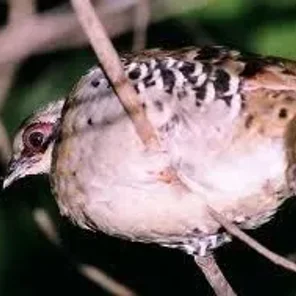 Orange-necked Partridge