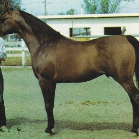 SHIKO IBN SHEIKH