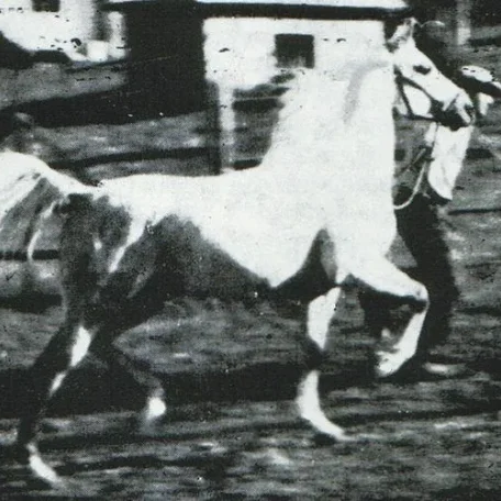 *RAFFLES (Skowronek x *Rifala by Skowronek)
Arabiana Anthology of Articles 1959-1975