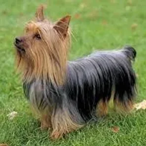 Australian Yorkshire Terrier (Designer Dog)