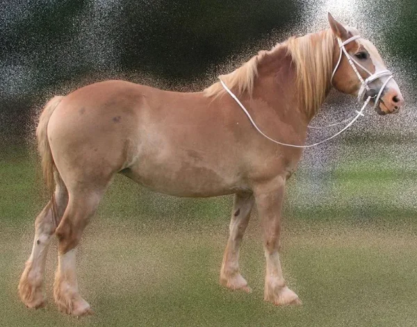Lake State Trixie