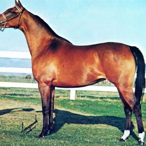 Westerlei
