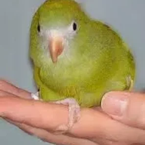 Tepui Parrotlet